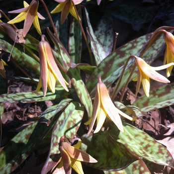 Erythronium americanum 