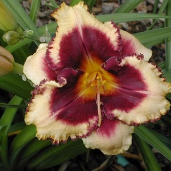 Hemerocallis 'Eye on America' 