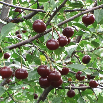 Prunus fruticosa x cerasus 'Romeo™' 