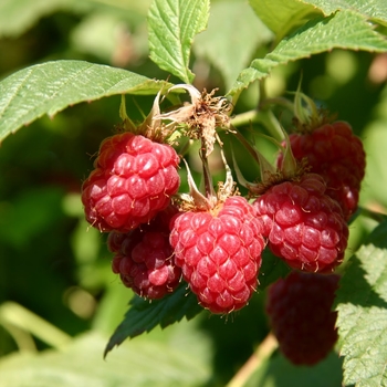 Rubus idaeus 'Coho' 