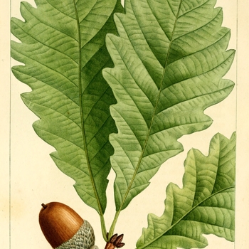 Quercus montana