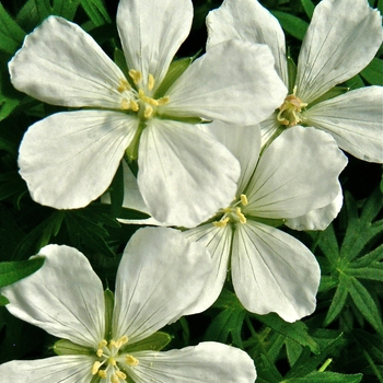 Geranium sanguineum 'Album'