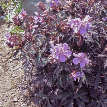 Geranium pratense 'Dark Reiter'