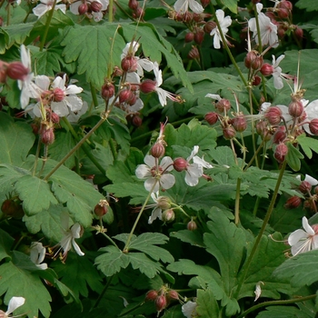 Geranium macrorrhizum 'Spessart'