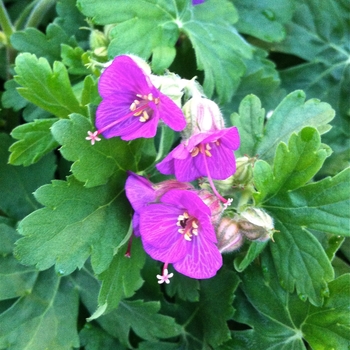 Geranium macrorrhizum 'Bevan's Variety' 