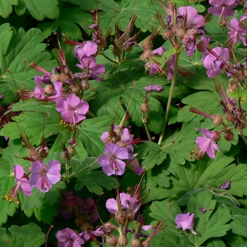 Geranium macrorrhizum