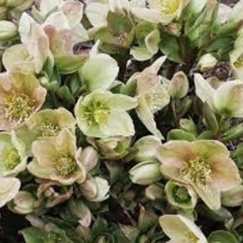 Helleborus 'Winter's Bliss' 