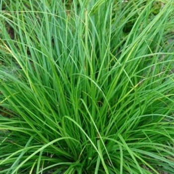 Carex cherokeensis