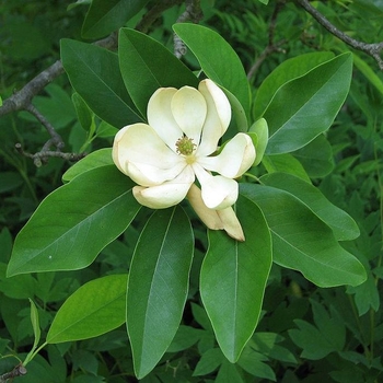 Magnolia virginiana 'MVHH' 