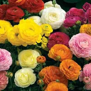 Ranunculus asiaticus 'Bloomingdale Mix' 