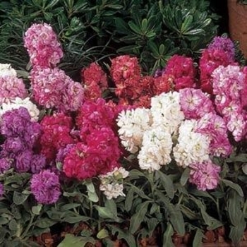 Matthiola incana 'Vintage Mix' 