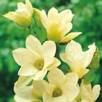 Magnolia denudata 'Yellow River (Fei Huang)' 
