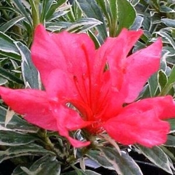 Rhododendron Girard Hybrid 'Ashley Marie' 