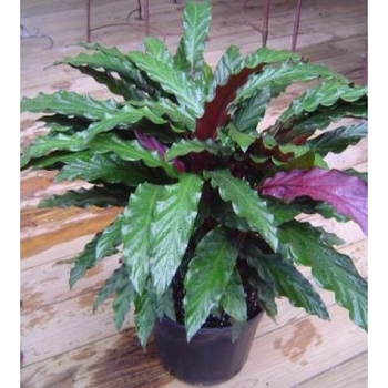 Calathea rufibarba 'Furry Feather' 