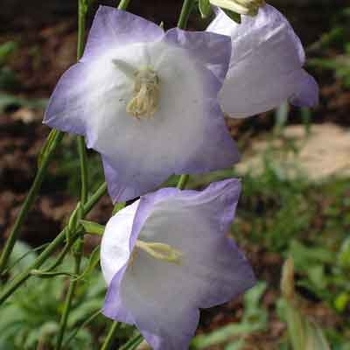 Campanula persicifolia 'Chettle Charm' 