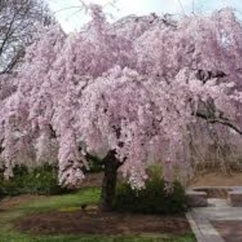 Prunus Persica Peppermint Twist