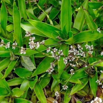 Callisia fragrans