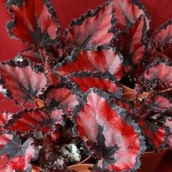 Begonia rex-cultorum 'Harmony's Red Robin' 