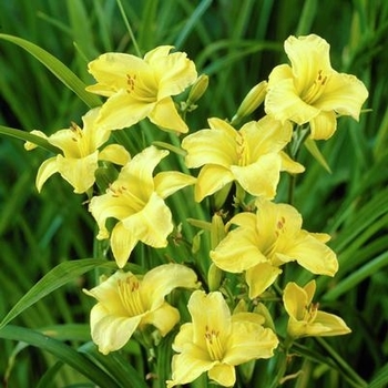 Hemerocallis 'Eenie Weenie' 