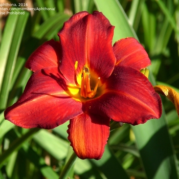 Hemerocallis 'Mallard' 