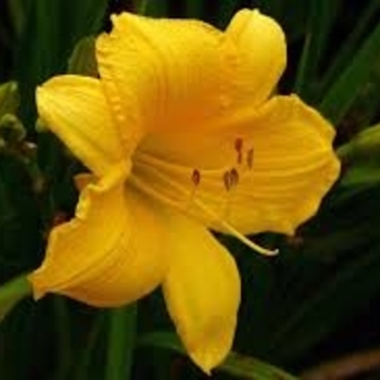 Hemerocallis 'Scentual Sundance' 