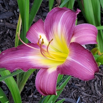 Hemerocallis 'Swirling Water' 