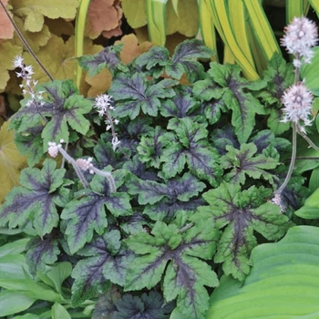 Tiarella 'Jade Peacock' PP26730