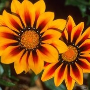 Gazania 'Butterscotch Baby' 