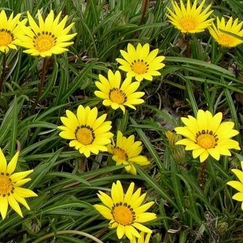 Gazania linearis 'P004S' 