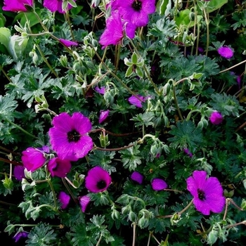 Geranium cinereum var. subcaulescens