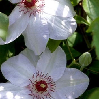 Clematis 'Miss Bateman' 