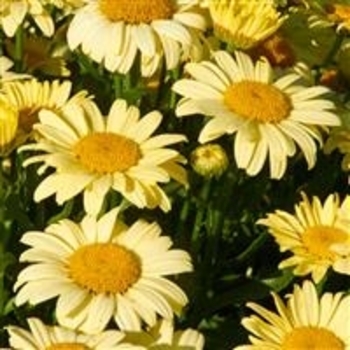 Leucanthemum x superbum 'Spellbook®' BL14007 PP28350