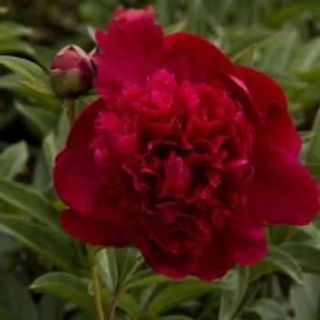 Paeonia lactiflora 'Inspecteur Lavergne' 