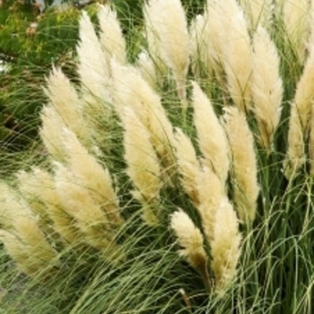 Cortaderia selloana 'Pumila' 