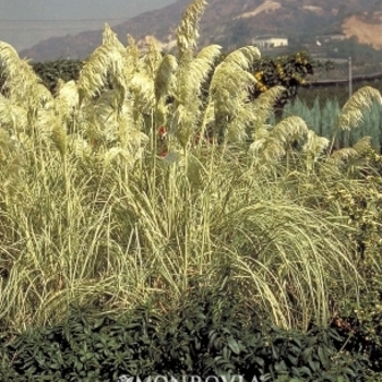 Cortaderia selloana 'Monvin' 