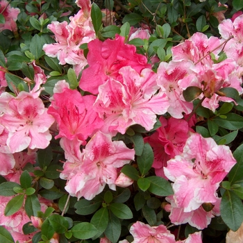 Rhododendron Robin Hill Hybrid 'Conversation Piece' 