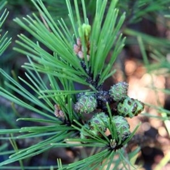 Pinus densiflora 'Jane Kluis' 