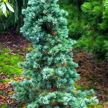 Pinus flexilis 'Cesarini Blue' 