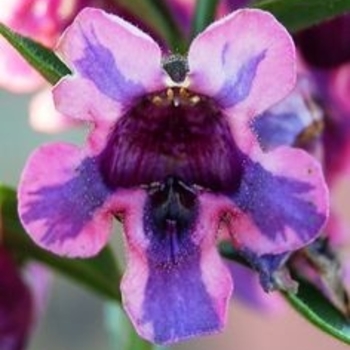 Angelonia angustifolia 'Big Blue' 