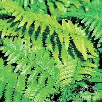 Dryopteris affinis 'Stableri' 