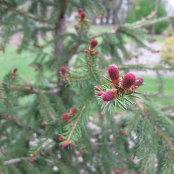 Picea abies 'Crusita' 