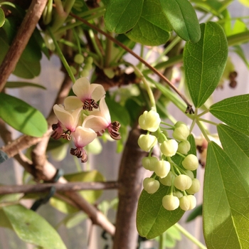 akebia quinata 'Silver Bells'