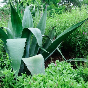 Agave salmiana 'Green Giant'