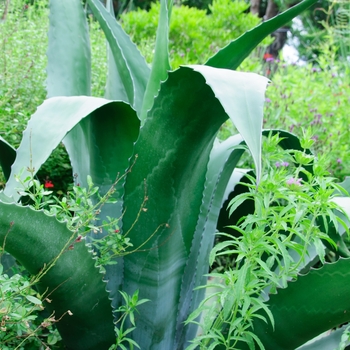 Agave salmiana 'Green Giant' 