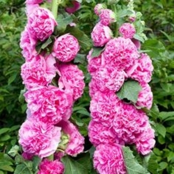 Alcea rosea 'Chater's Pink' 