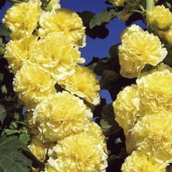 Alcea rosea 'Chater's Yellow' 