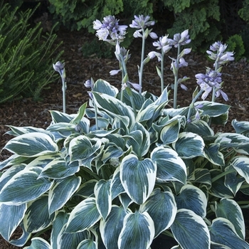 Hosta tardiana 'MonLisa' 