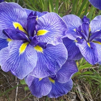 Iris ensata 'Butterflies in Flight' 