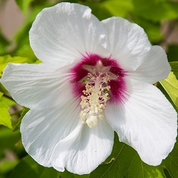 Hibiscus 'Lohengrin' 