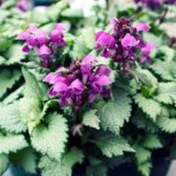 Lamium maculatum 'Ghost' 